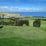 cows grazing november azores