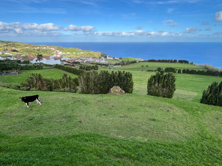 cows grazing november azores