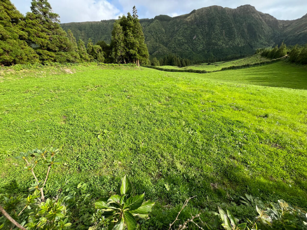 green grass in Azores.